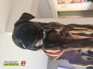 בוקסר - גורי בוקסר בוקסר - גורי בוקסר