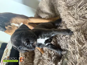 בוקסר - גורי בוקסר