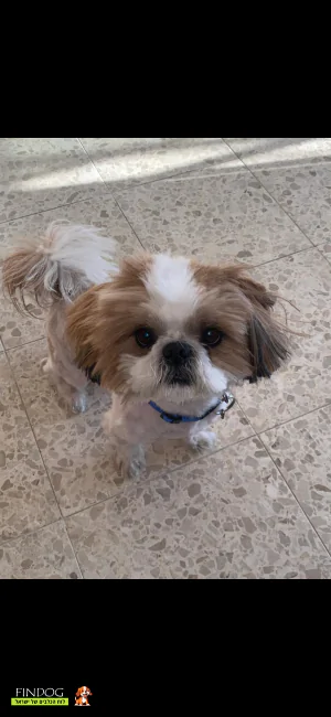 שי טסו / שיצו - לאקי שי טסו / שיצו - לאקי