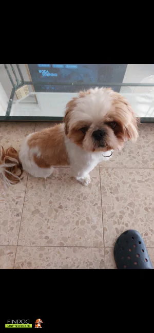 שי טסו / שיצו - לאקי