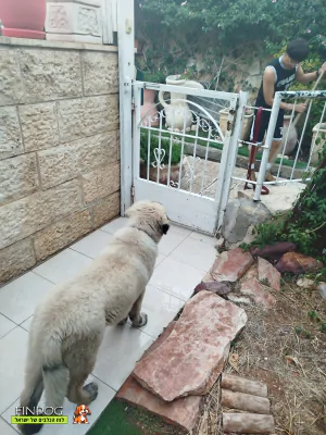 רועה קווקזי - פומה