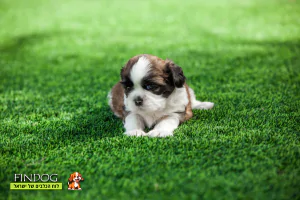 שי טסו / שיצו