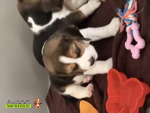 ביגל - לונה ביגל - לונה