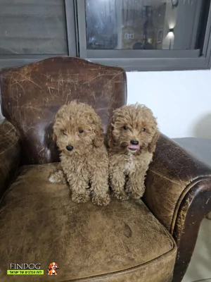 פודל - פודל טוי