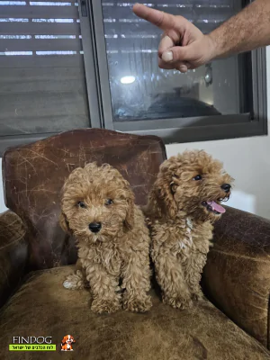 פודל - פודל טוי