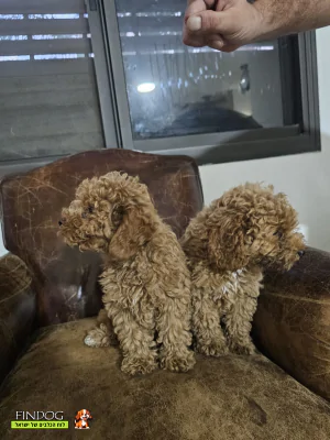 פודל - פודל טוי