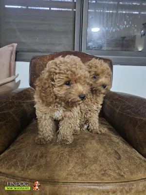 פודל - פודל טוי