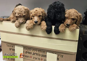 פודל ענק - פודל קינג רויאל