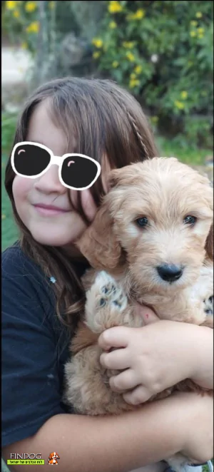 גולדן דודל גולדן דודל