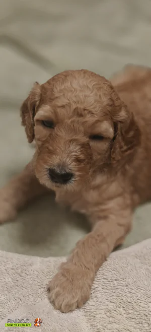 גולדן דודל גולדן דודל