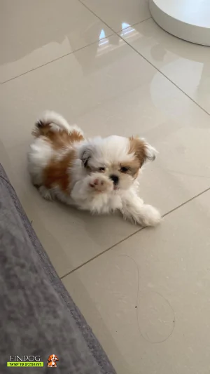 שי טסו / שיצו