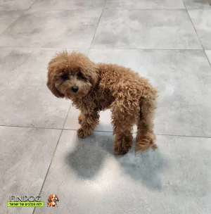 פודל - מיילי