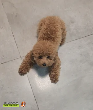 פודל - מיילי