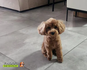 פודל - מיילי