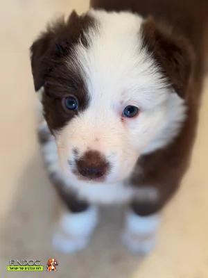 בורדר קולי - פנדה