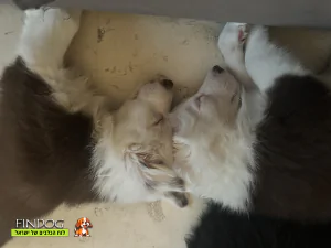 בורדר קולי - פנדה