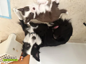 בורדר קולי - פנדה