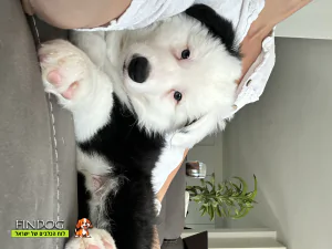 בורדר קולי - פנדה