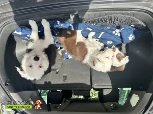 בורדר קולי - פנדה