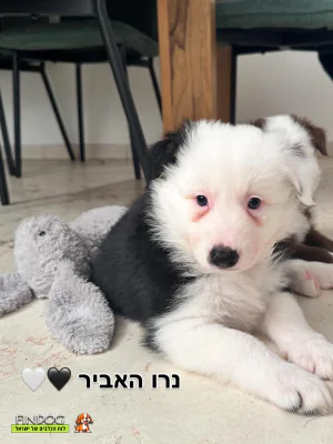 בורדר קולי - פנדה