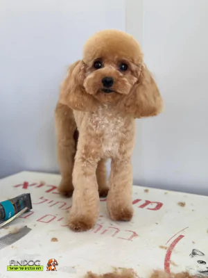 פודל - מילקי