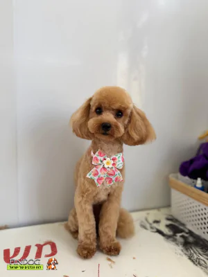 פודל - מילקי