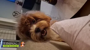 מלטיפו - זואי מלטיפו - זואי