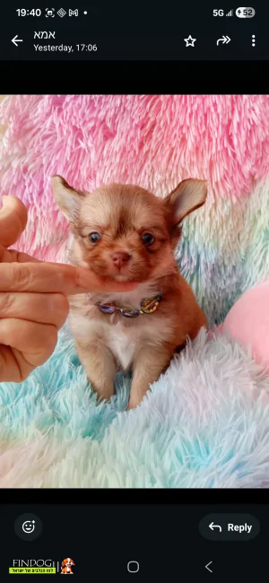 צ'יוואווה צ'יוואווה