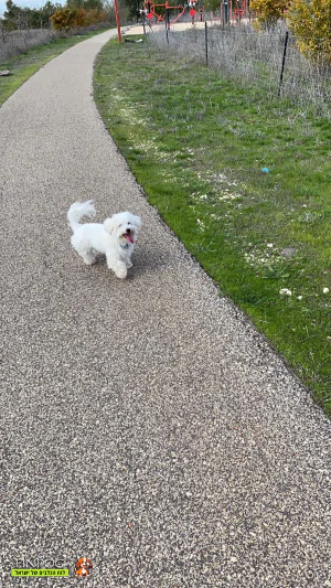 מלטז - מלטז מלטז - מלטז