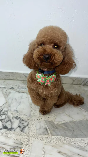 פודל - טדי פודל - טדי