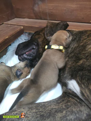 בול מאסטיף - בורבול בול מאסטיף - בורבול