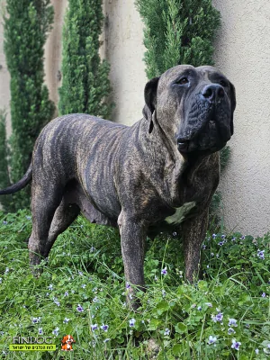 בול מאסטיף - בורבול