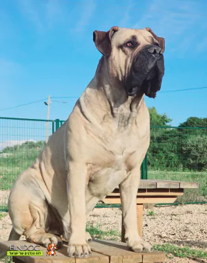 בול מאסטיף - בורבול