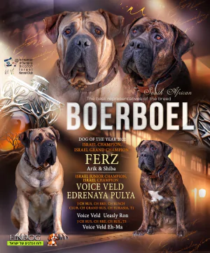 בול מאסטיף - בורבול