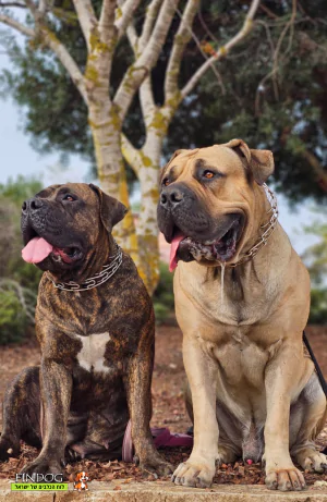 בול מאסטיף - בורבול