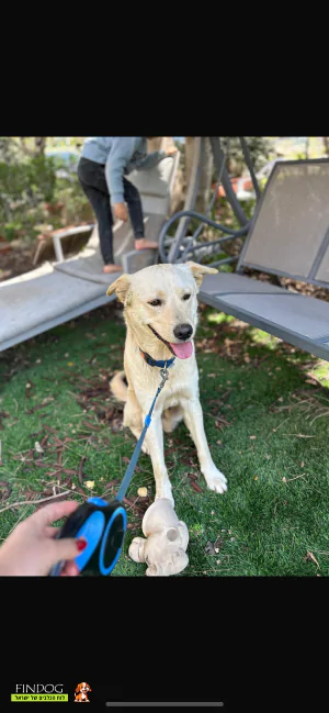 לברדור - צ׳ייס