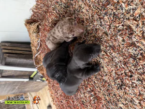 גולדן דודל - תחש