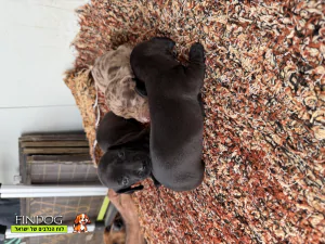 גולדן דודל - תחש