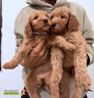 גולדן דודל - גולדן דודל