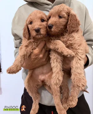 גולדן דודל - גולדן דודל