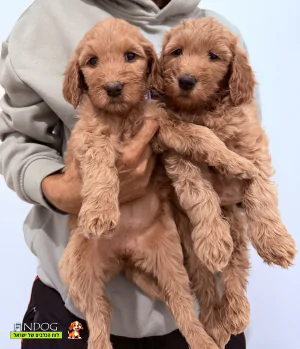 גולדן דודל - גולדן דודל