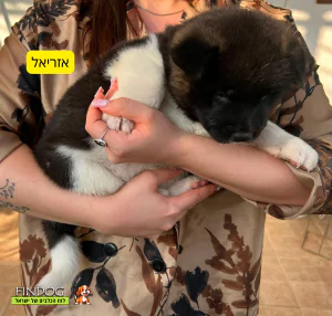 אקיטה אמריקאי - ריסנד/אזריאל/לילית/ריילי - תמונה 1