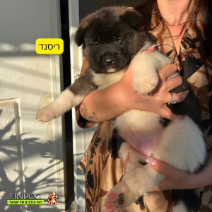 אקיטה אמריקאי - ריסנד/אזריאל/לילית/ריילי - תמונה 2