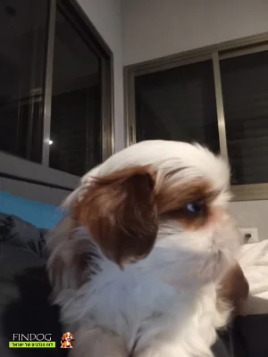 שי טסו / שיצו