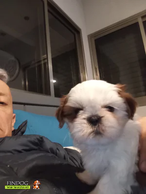 שי טסו / שיצו שי טסו / שיצו