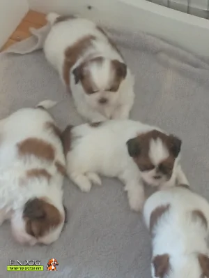 שי טסו / שיצו