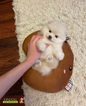 פומרניאן פומרניאן