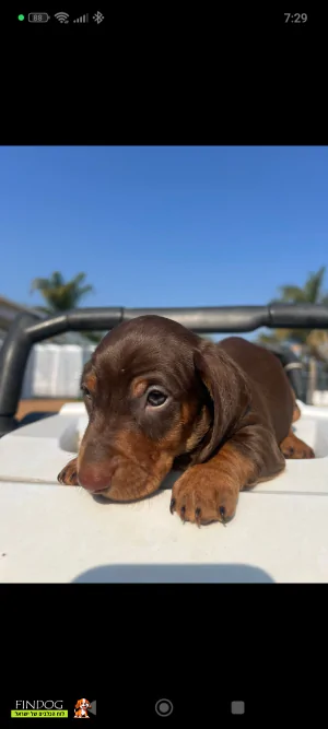 תחש / דקל - תחש ננסי קצר שיער