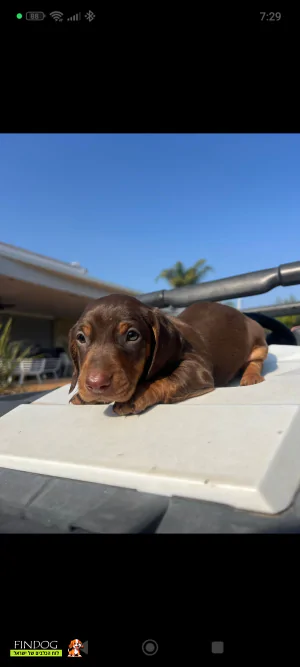 תחש / דקל - תחש ננסי קצר שיער
