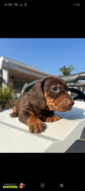 תחש / דקל - תחש ננסי קצר שיער תחש / דקל - תחש ננסי קצר שיער